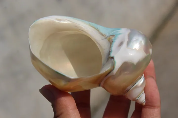 

Natural, color beautiful, Marine, conch fossils