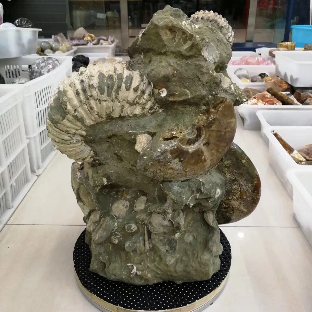 Высокое качество Коллекция fengshui подарки рок винт образец fossil