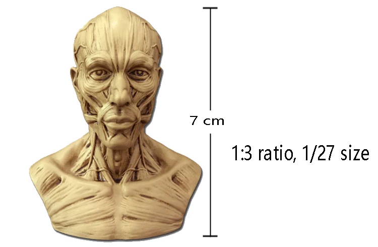 3D Художественная Картина штукатурка статуя силиконовая форма череп голова человека мышечная Структура эскиз обучающая модель свечная глина форма для мыла ручной работы