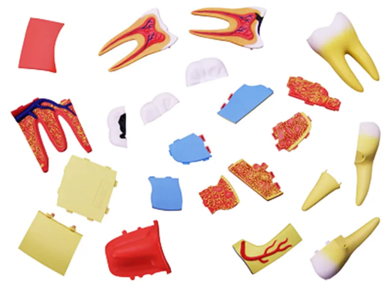 Медицинская головоломка обучающая модель для зубов 23 шт.|Наборы сборки моделей| |