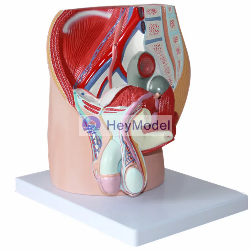 HeyModel Мужская Тазовая медианная тангентальная репродуктивная система модель