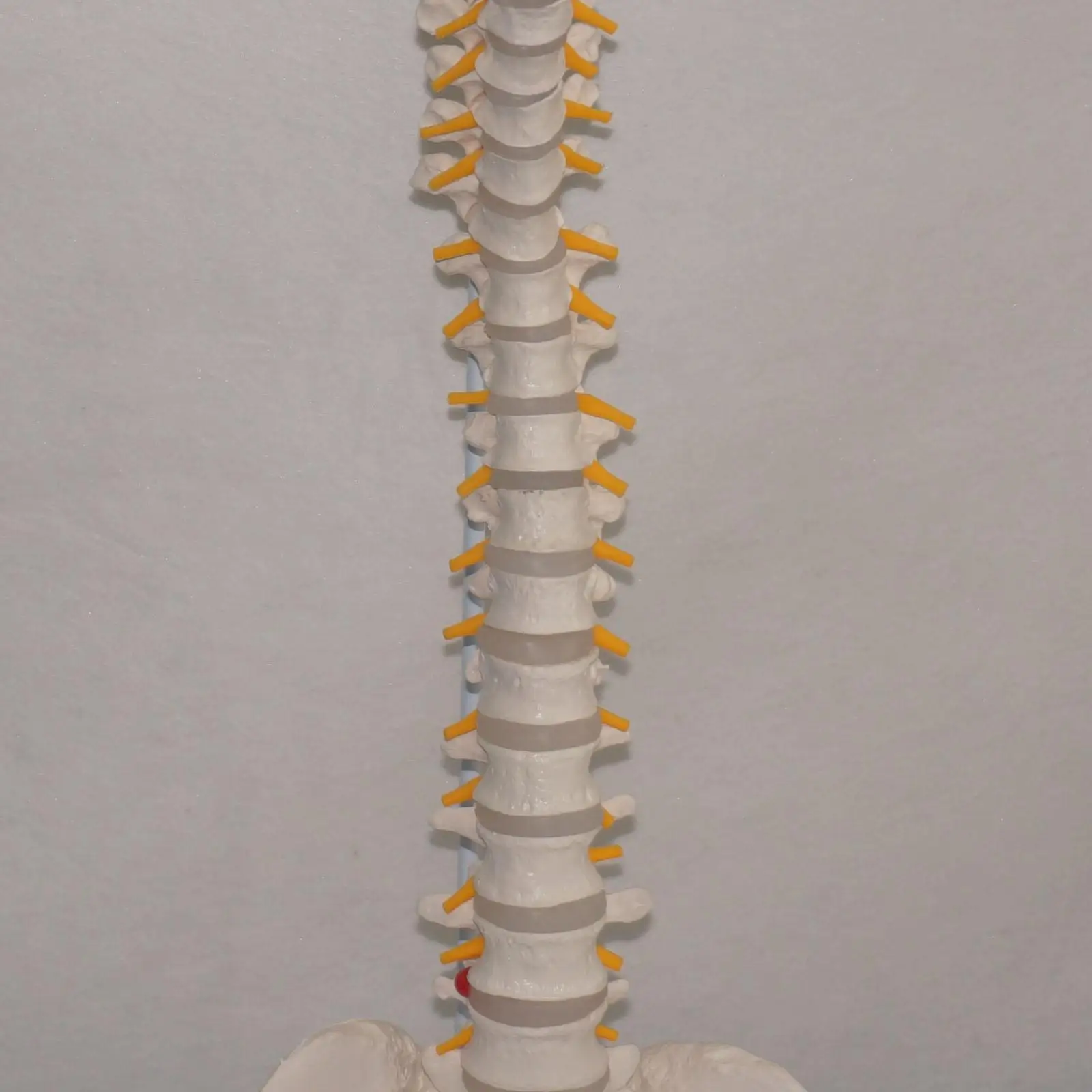 Дидактическая Гибкая позвоночника анатомическая модель человеческого скелета