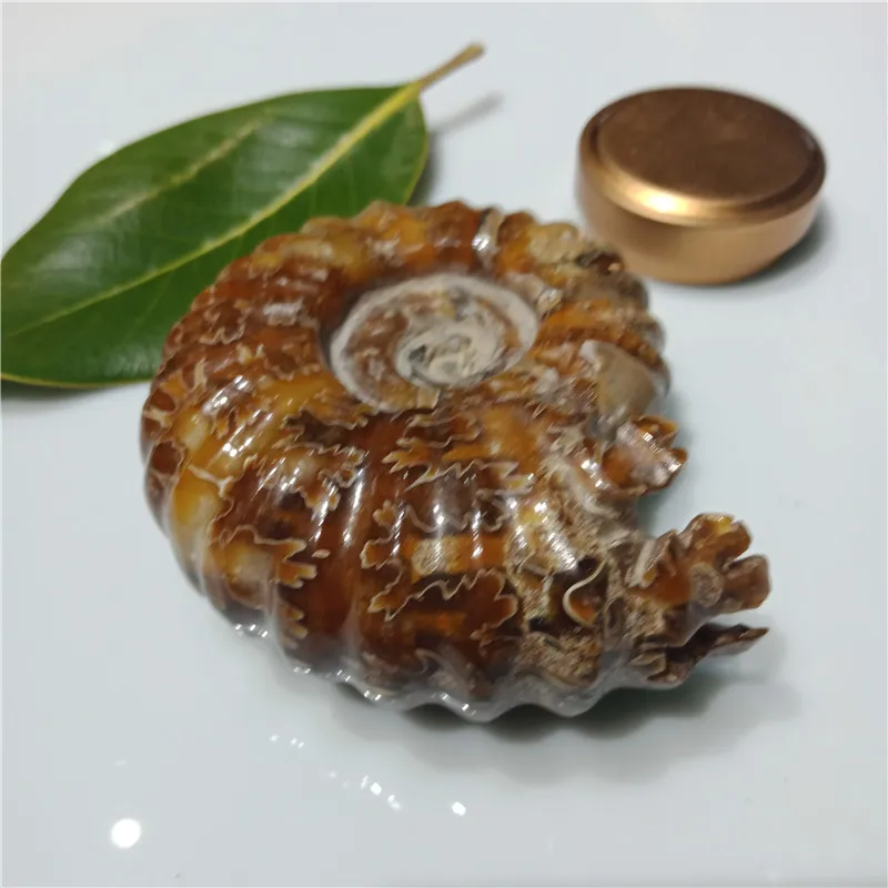 Около 200 граммов натуральный полированный козий Рог окаменелости аммониты Conch