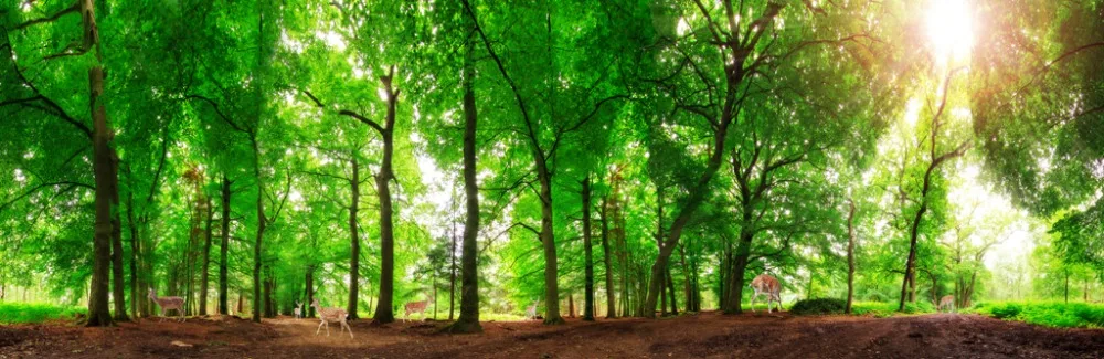 Окно на заказ новинка 2019 занавеска для кухни спальни гостиной леса 3D