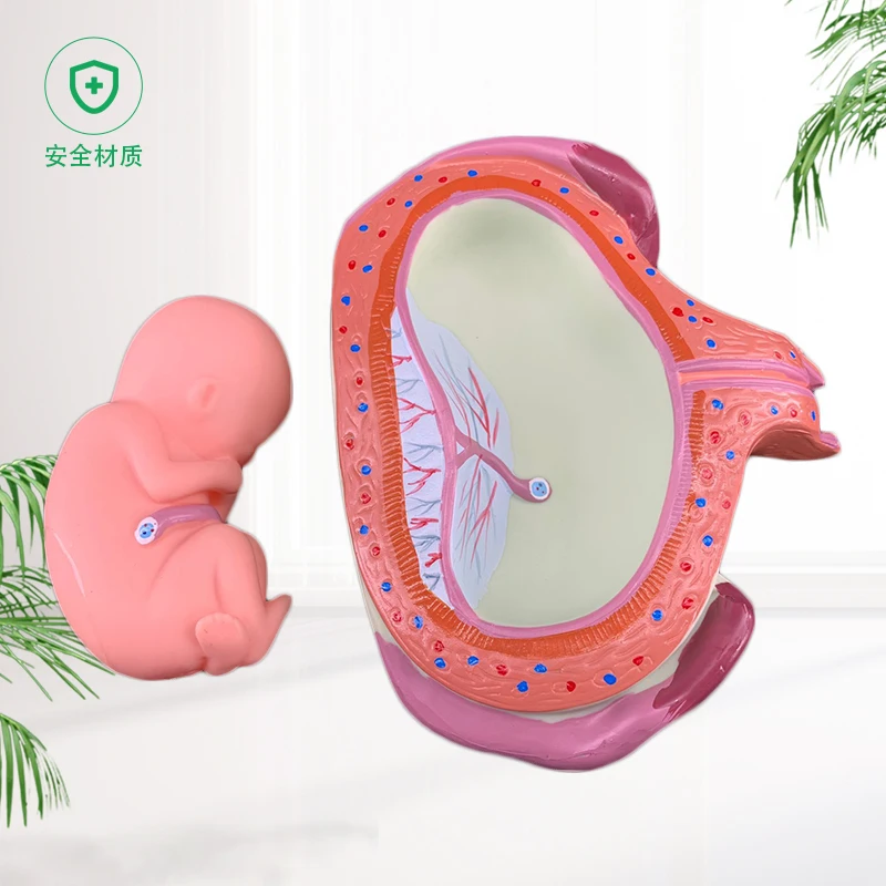 Pregnancy embryo development model fertility demonstration fetal education gynecological infant process | Канцтовары для офиса и