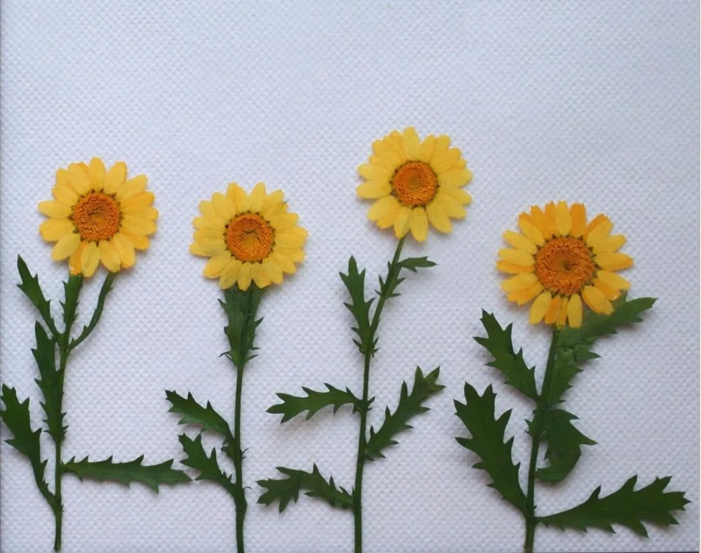 120 шт прессованный пресс сушеные подсолнухи сухие цветочные растения для