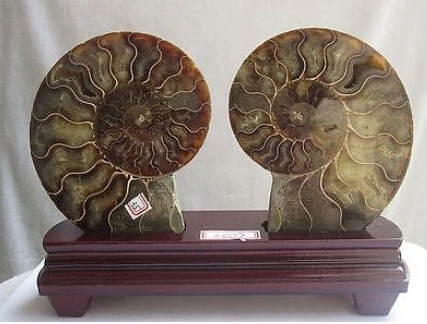 002077 натуральный разрез мелового аммония окаменелого нарезанного минерального