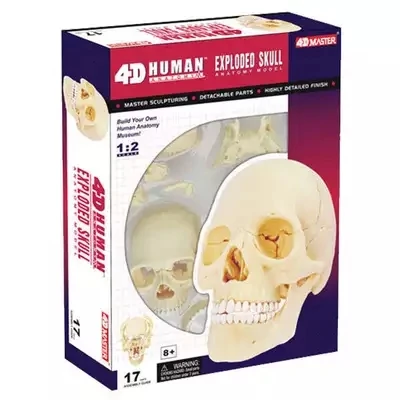 4D  white head skeleton assembled skeleton model free shopping