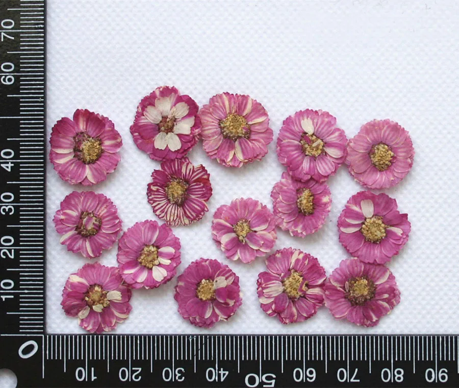 60 шт. 1 5 см прессованный высушенный окрашенный Bellis Perennis L. Цветок гербарий из