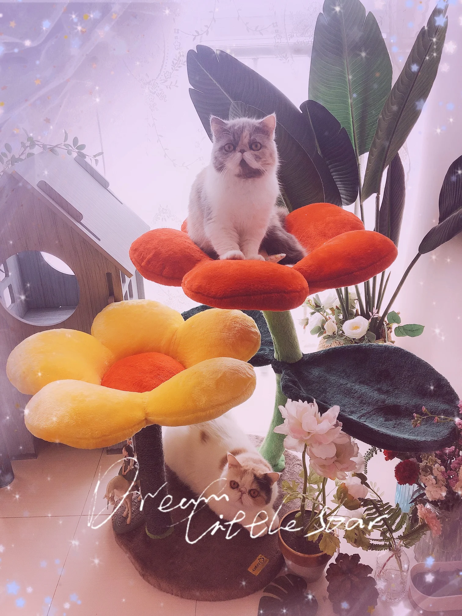 Кошачье счастье так же красочно, как цветы кошка башня Цвет цветок кошка дерево когтеточка так мило