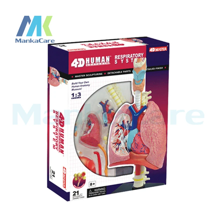 4D master educational toys assembled model human lung anatomy medical use