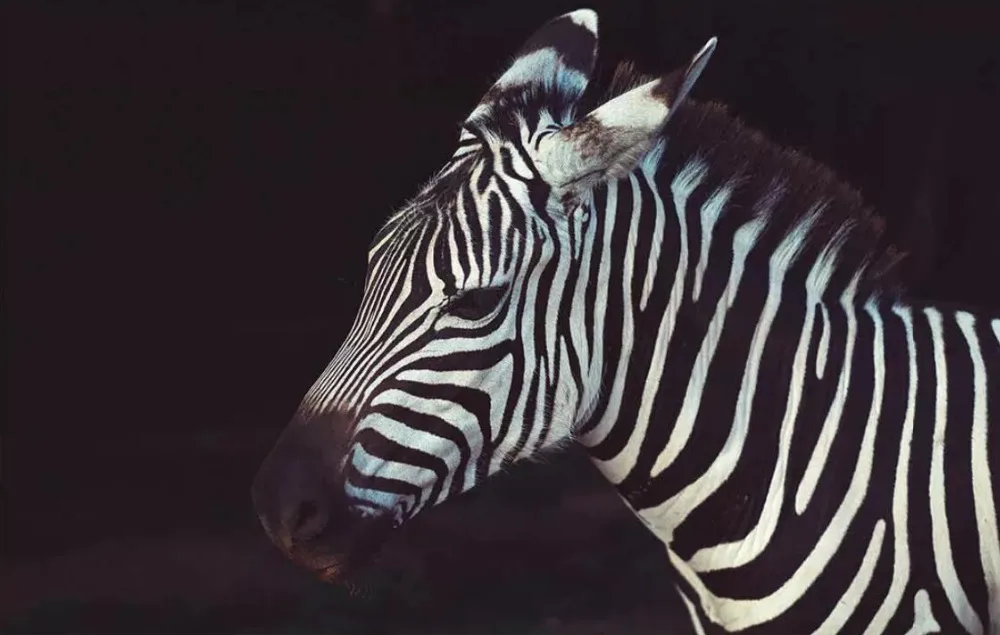 Beautiful zebra head line sofa bedroom background wall decoration wallpaper murals | Обустройство дома