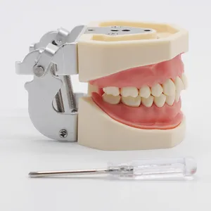 Стоматологическая лаборатория, мягкая резинка, сменная модель зубов для стоматологического Кабинета, студенческая практика