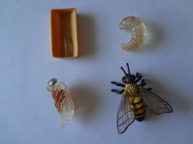 

pvc figure Genuine simulation model toy bee life cycle set