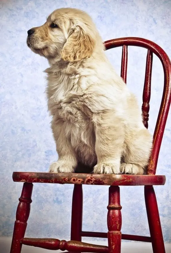 

LIPHISFUN полная дрель алмазная живопись Вышивка квадратный/круглый DIY домашний декор рукоделие милая собака животное