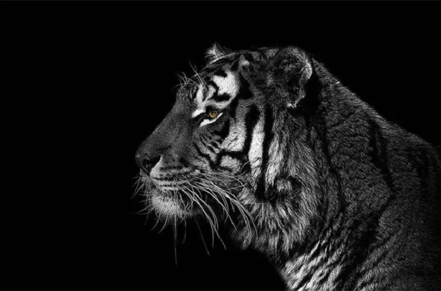 Рукоделие полная алмазная живопись вышивка крестиком тигровый узор diy Алмазная