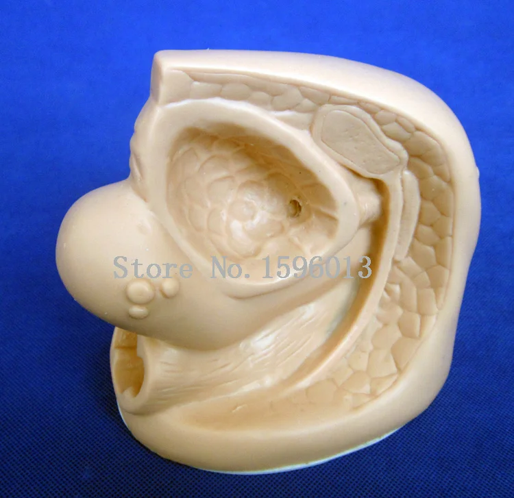 Женская уретрная кожа улучшенная модель внутренних и внешних генитальных