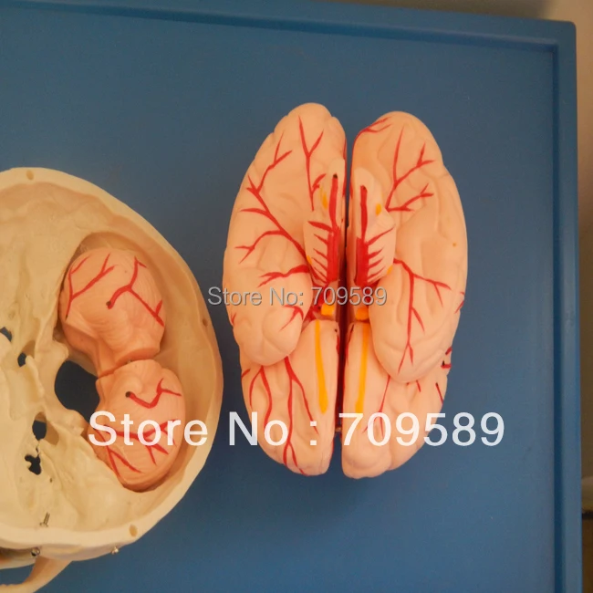 Искусственный модный Череп с 8 частями мозга|modle| |