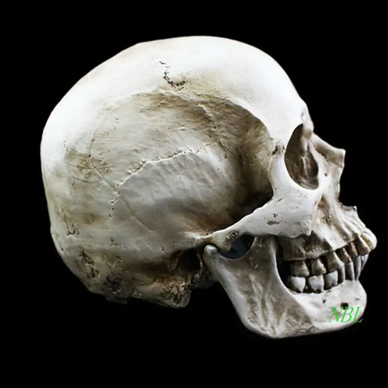 Натуральный человеческий череп модель высокой имитации 1:1 скелет белый