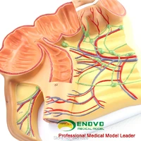 enovo the anatomy model of human body medicine in the blind appendix of the appendix