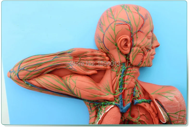 Модель человеческой лимфатической системы|system block|modelismmodel nervous system |