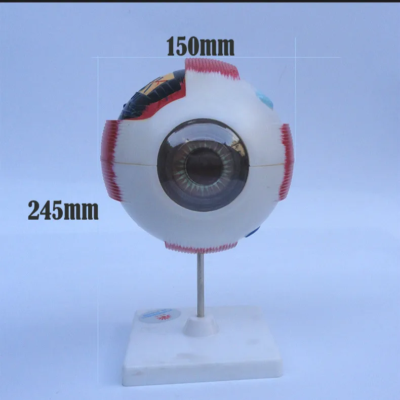 Анатомическая модель 6X Eye анатомия человека учебно медицинские