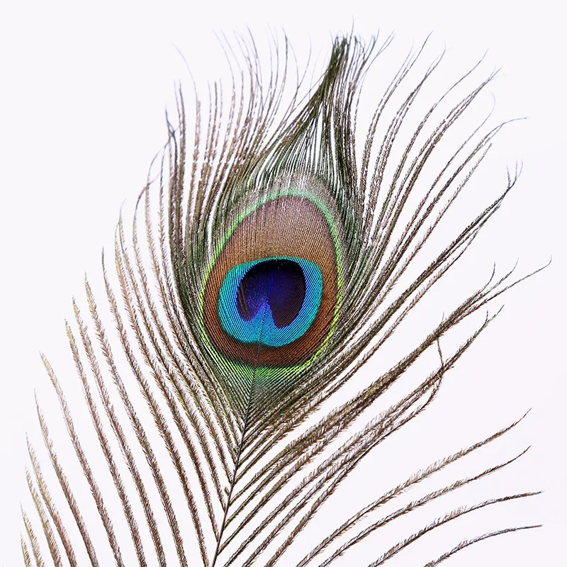 10PCS Natural Peacock Feathers 10-12 Inch Plumes Vase Decoration Feather High Quality Beautiful | Дом и сад