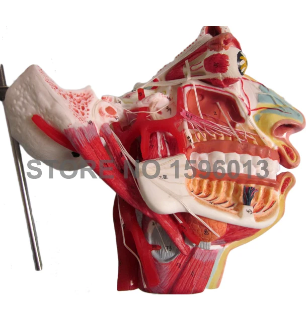 Двухсторонняя голова и лицо анатомическая Учебная модель мышцы нервы сосуды в