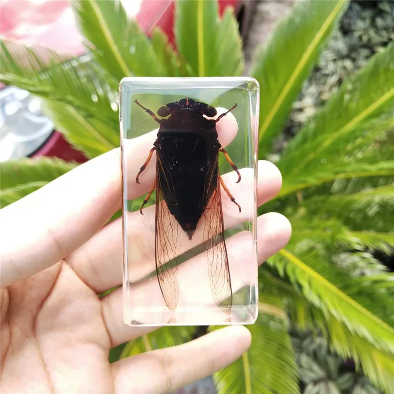 Образцы насекомых из смолы обучающее оборудование Цикада/паук/Стрекоза |