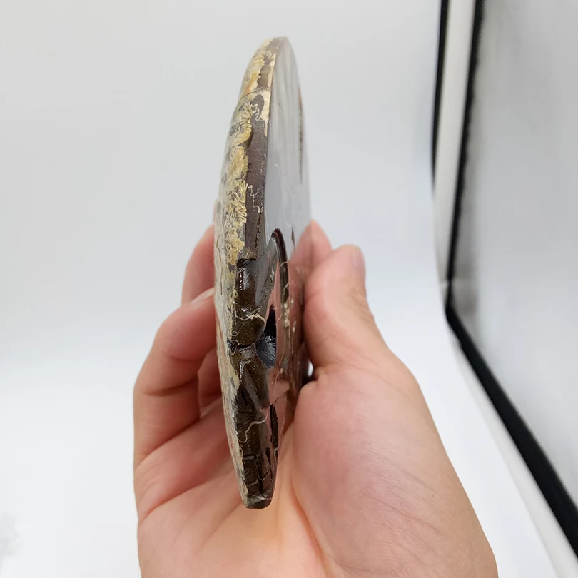 308 граммов высокого качества nautilus раковины резной череп исцеления минеральный