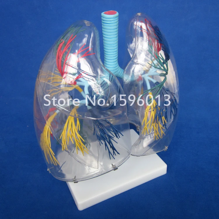 Прозрачная модель сегмента легких медицинская анатомия обучение легким|model