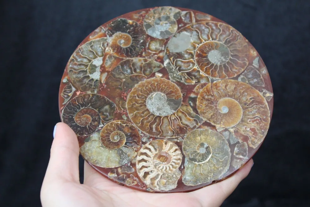 

Уникальная красивая полурезка, корпус аммония, Fossil Disc