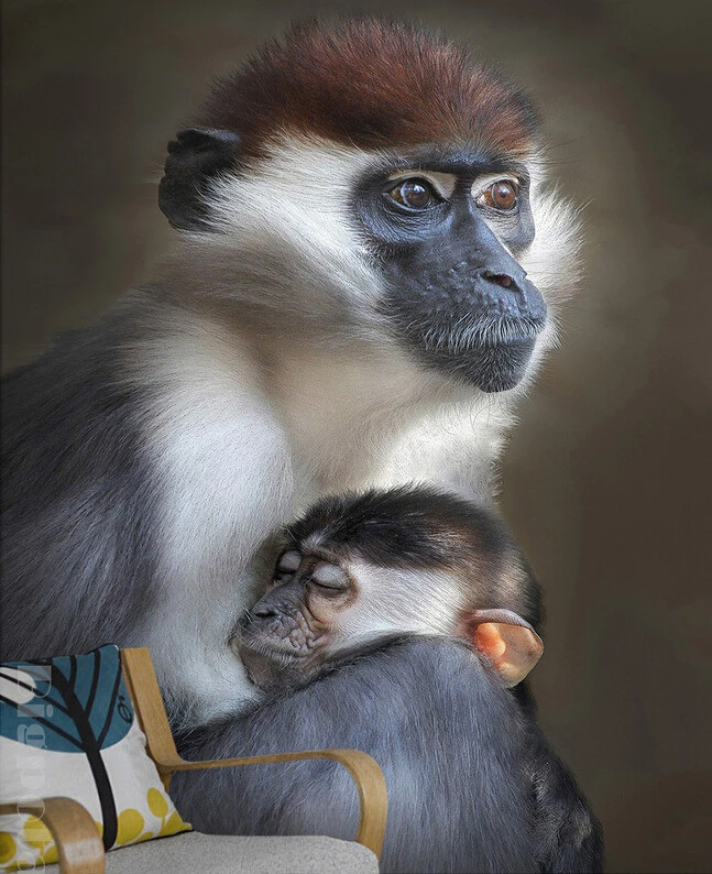Объемные большие фрески на заказ Красивая большая обезьянка маленькая гостиная