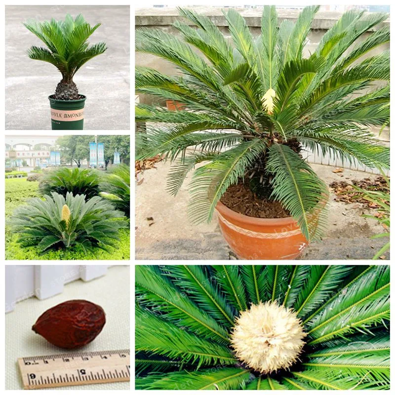 Cycas бонсай в горшках посадка на балконе мешок цветок Cycads дерево для дома сад