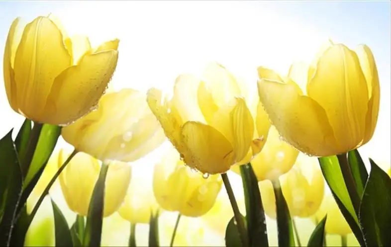 Настенные обои любого размера на заказ желтые цветы тюльпана фон для телевизора