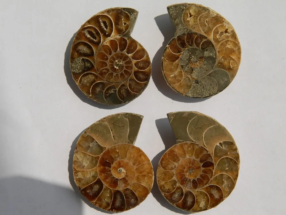 

FOSSILIZED SNAIL AMMONITE. MINERAL FROM MOROCCO MULTI-COLOR FIRE