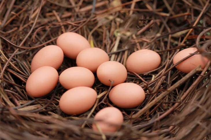 1 шт. Свадебные украшения страна Стиль ротанга птицы гнездо мини Птичье