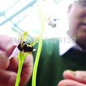 100 семена китай редких би цветок орхидеи семян улыбка интересный цветы флора Semillas