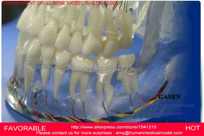 Высококачественное моделирование медицинского человеческого тела прозрачный