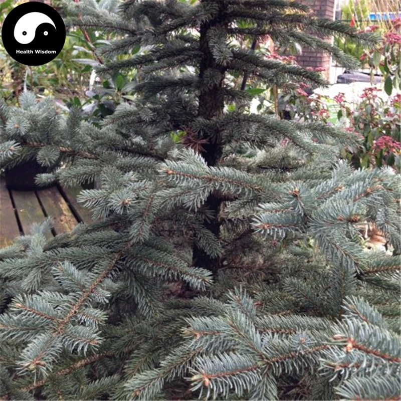 Купить Picea Pungens Fir Tree Semente 120 шт завод синий ель дерево китайская Lan Shan