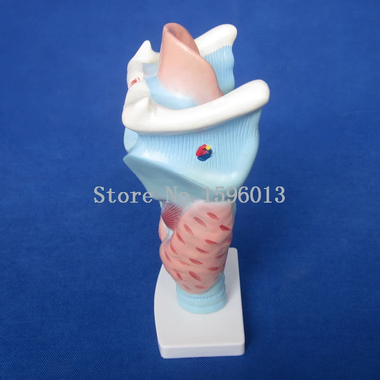 Увеличенная модель гортани человека анатомическая | Канцтовары для офиса и дома