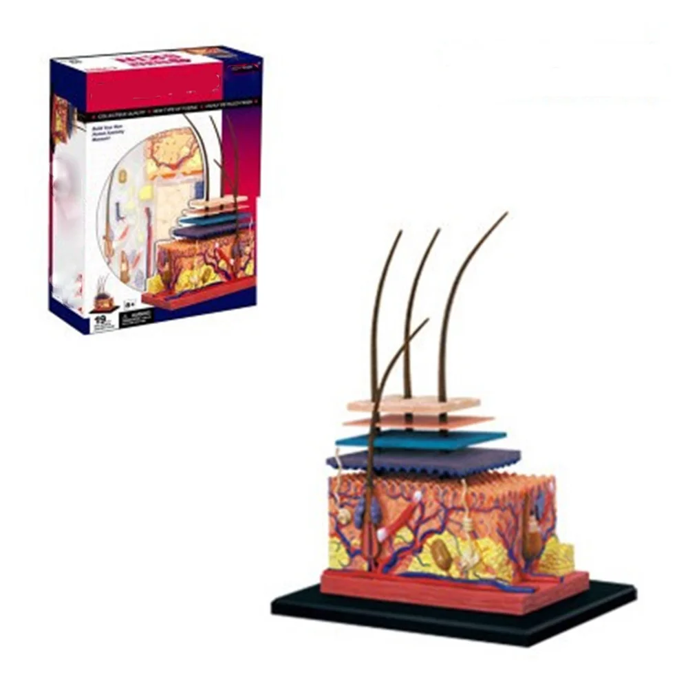 19 шт. детская мини модель анатомии человека|gifts for children|gift giftsgifts children |