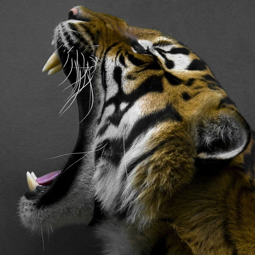 

5D DIY алмазная живопись Лебединое озеро Алмазная вышивка Животные фотографии наборы стразов Вышивка крестом турецкие Настенные светодиодны...