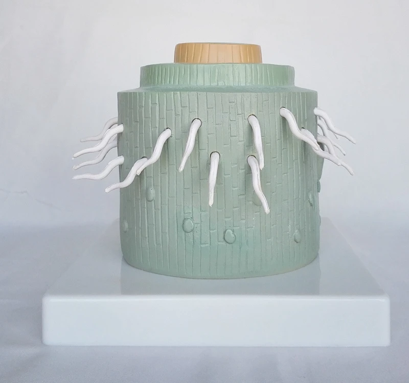 Дикотиледонус дикотиледон растительная модель зума Анатомия растение корень