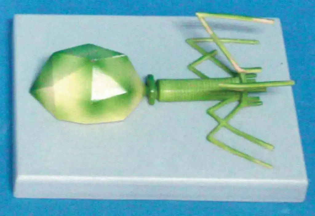 Phage модель вируса структура медицинские модели принадлежности биологическое