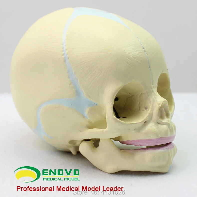 ENOVO Fetal skull model infant skull skull model human.skull model medicine