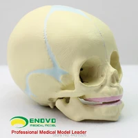 enovo fetal skull model infant skull skull model human skull model medicine