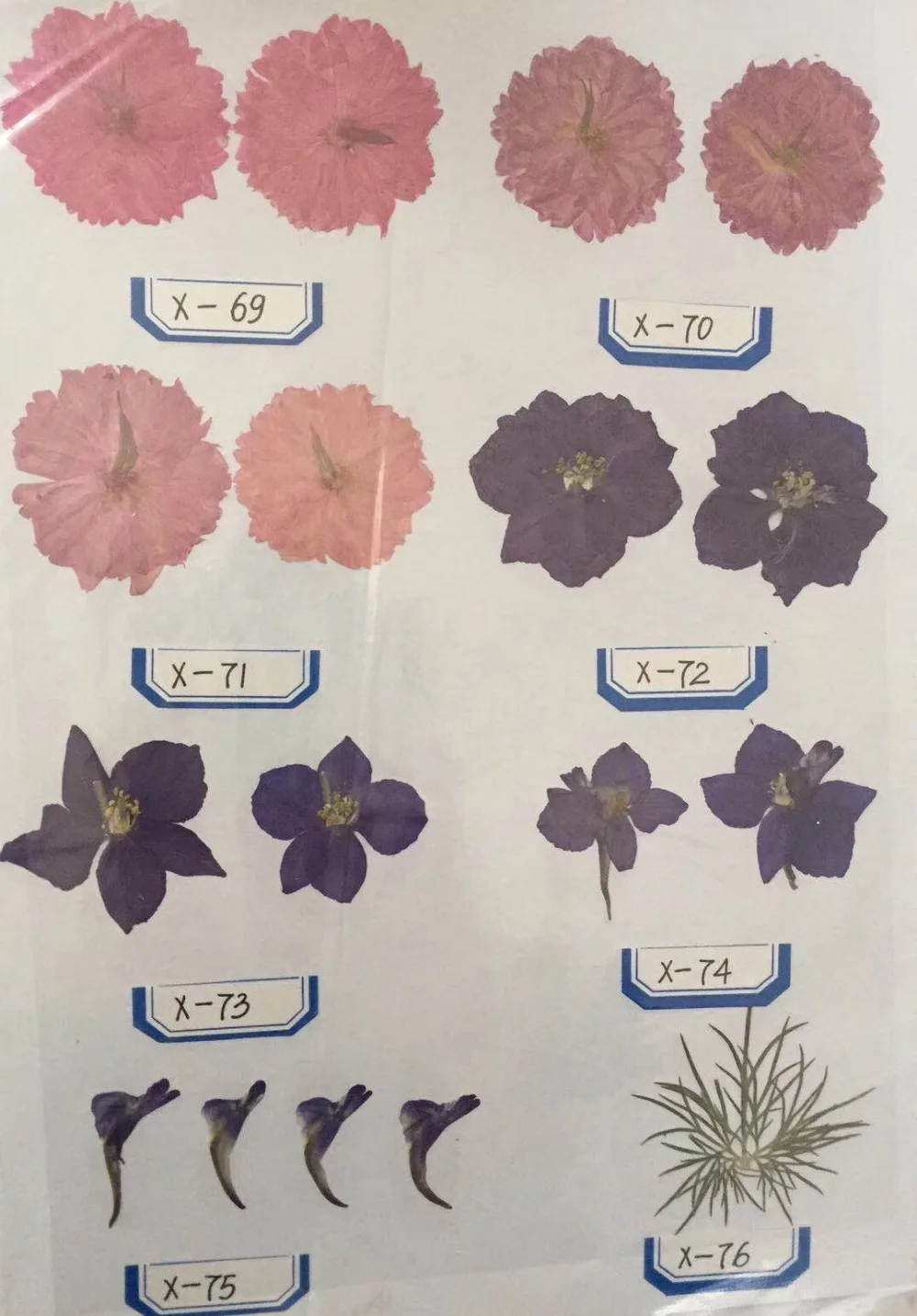 

1000pcs Wholesale Pressed Dried Flowers Samples Pictures Shows For Jewelry Bookmark Phone Case Scrapbooking DIY Quoted Price