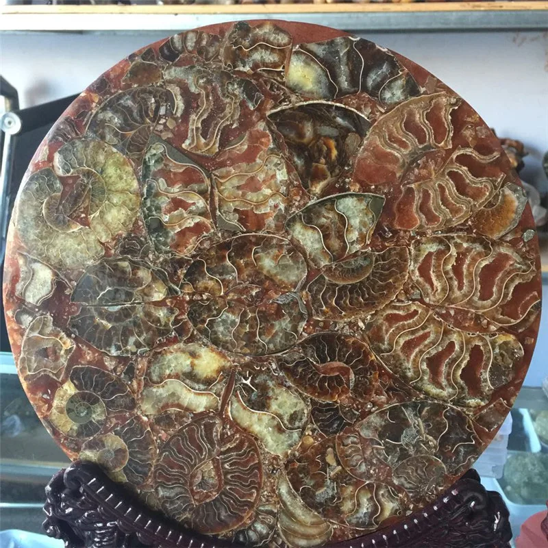 New arrivals large size 100% natural conch shell fossil stone disk for home & office decoration without the base | Дом и сад