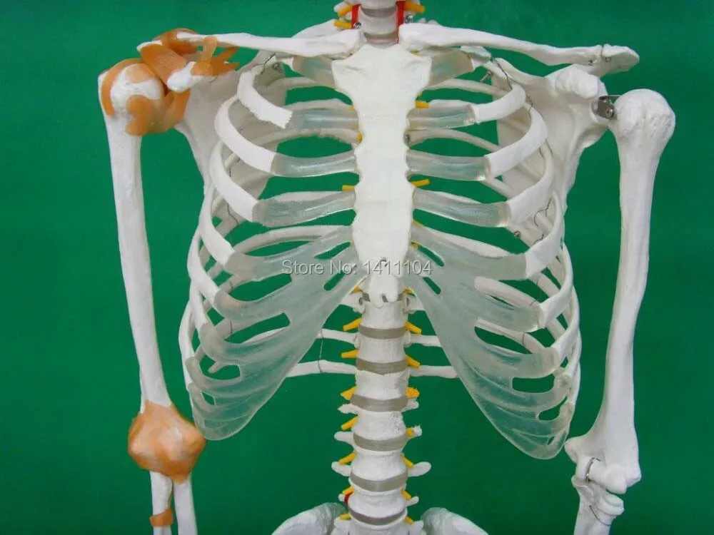 Free shipping&amplife - size human bone skeleton model 170cm with ligament Whole Medical teaching | Канцтовары для офиса и